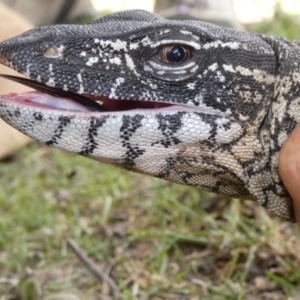 Varanus rosenbergi at Namadgi National Park - 14 Dec 2017