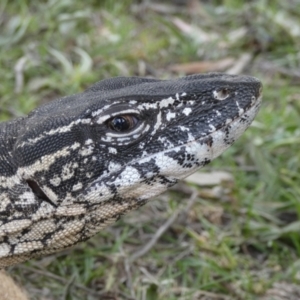 Varanus rosenbergi at Namadgi National Park - suppressed