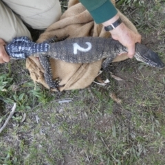 Varanus rosenbergi at Namadgi National Park - suppressed