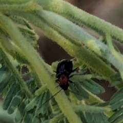 Adoxia sp. (genus) at Watson Green Space - 6 Jan 2024 02:20 PM