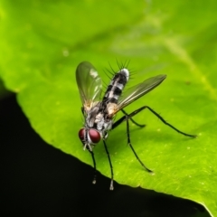 Sumpigaster sp. (genus) (A bristle fly) at Acton, ACT - 3 Jan 2024 by Roger