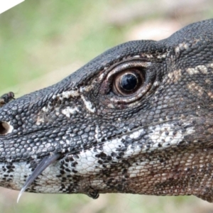 Varanus rosenbergi at Namadgi National Park - 14 Dec 2017