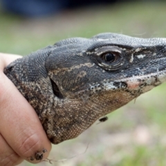 Varanus rosenbergi at Namadgi National Park - 14 Dec 2017