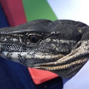 Varanus rosenbergi at Namadgi National Park - 14 Dec 2017