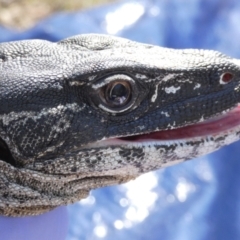 Varanus rosenbergi at Namadgi National Park - 14 Dec 2017