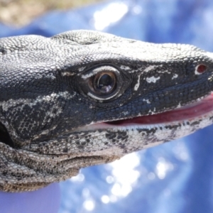 Varanus rosenbergi at Namadgi National Park - 14 Dec 2017