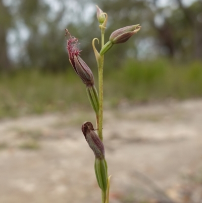Calochilus gracillimus (Late Beard Orchid) at Vincentia, NSW - 1 Jan 2024 by RobG1