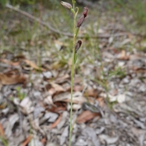 Calochilus gracillimus at Jervis Bay National Park - suppressed