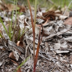 Calochilus gracillimus at Jervis Bay National Park - suppressed