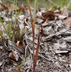 Calochilus gracillimus at Jervis Bay National Park - 1 Jan 2024