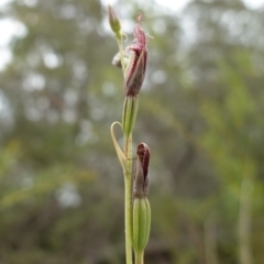 Calochilus gracillimus at Jervis Bay National Park - 1 Jan 2024