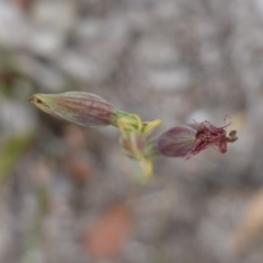 Calochilus gracillimus at Jervis Bay National Park - 1 Jan 2024