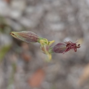 Calochilus gracillimus at Jervis Bay National Park - 1 Jan 2024