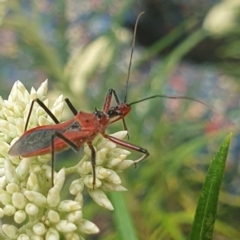 Gminatus australis (Orange assassin bug) at Jerrabomberra Wetlands (JWT) - 30 Nov 2023 by ChrisBenwah