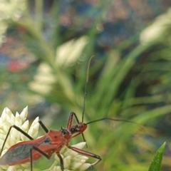 Gminatus australis at Jerrabomberra Wetlands (JWT) - 1 Dec 2023 10:15 AM