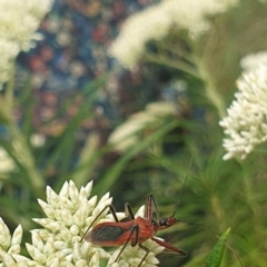 Gminatus australis at Jerrabomberra Wetlands (JWT) - 1 Dec 2023