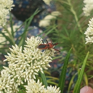 Gminatus australis at Jerrabomberra Wetlands (JWT) - 1 Dec 2023