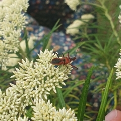 Gminatus australis at Jerrabomberra Wetlands (JWT) - 1 Dec 2023