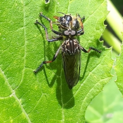 Asilidae (family) at O'Connor, ACT - 5 Jan 2024 by Janet