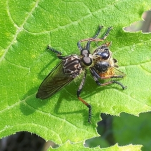 Zosteria rosevillensis at O'Connor, ACT - 5 Jan 2024