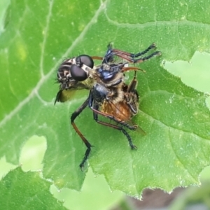 Zosteria rosevillensis at O'Connor, ACT - 5 Jan 2024