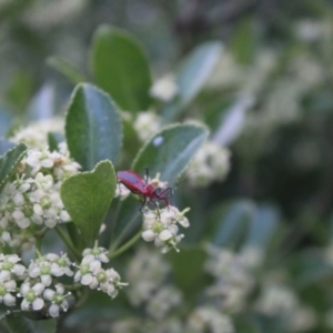 Gminatus australis at O'Connor Ridge to Gungahlin Grasslands - 6 Jan 2024