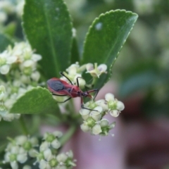 Gminatus australis at O'Connor Ridge to Gungahlin Grasslands - 6 Jan 2024