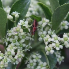 Gminatus australis at O'Connor Ridge to Gungahlin Grasslands - 6 Jan 2024