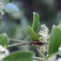 Gminatus australis at O'Connor Ridge to Gungahlin Grasslands - 6 Jan 2024