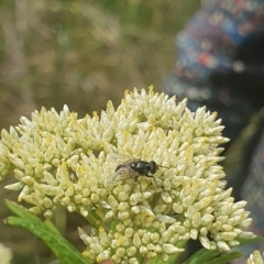 Muscidae (family) (Unidentified muscid fly) at Jerrabomberra Wetlands - 30 Nov 2023 by ChrisBenwah