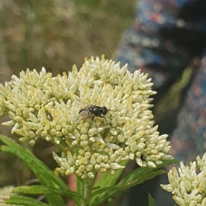 Muscidae (family) at Jerrabomberra Wetlands (JWT) - 1 Dec 2023 10:08 AM