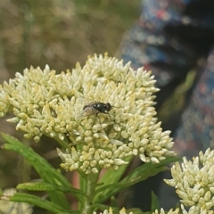 Muscidae (family) at Jerrabomberra Wetlands (JWT) - 1 Dec 2023 10:08 AM