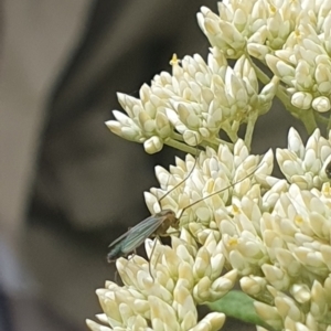 Chironomidae (family) at Jerrabomberra Wetlands (JWT) - 1 Dec 2023 10:06 AM