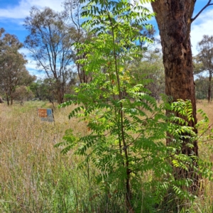 Pistacia chinensis at Watson Woodlands - 6 Jan 2024