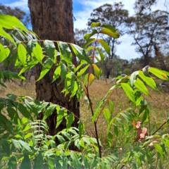 Pistacia chinensis at Watson Woodlands - 6 Jan 2024