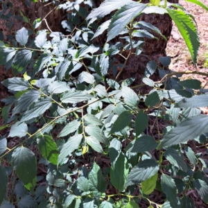 Celtis australis at Watson Woodlands - 6 Jan 2024