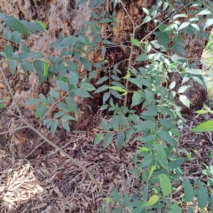 Celtis australis at Watson Woodlands - 6 Jan 2024 04:05 PM