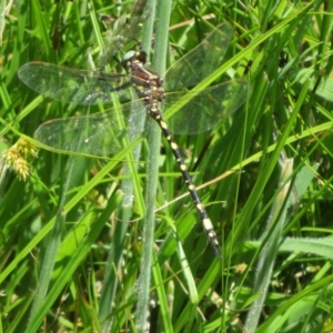 Synthemis eustalacta at Gibraltar Pines - 6 Jan 2024