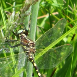 Synthemis eustalacta at Gibraltar Pines - 6 Jan 2024 02:28 PM