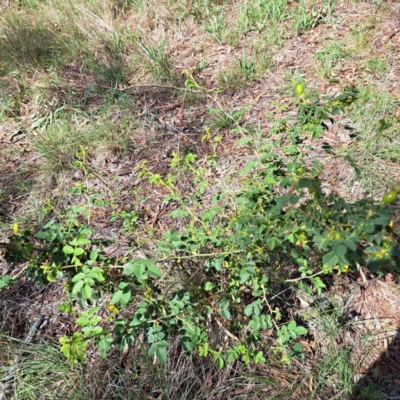 Rosa rubiginosa (Sweet Briar, Eglantine) at Watson Woodlands - 6 Jan 2024 by abread111