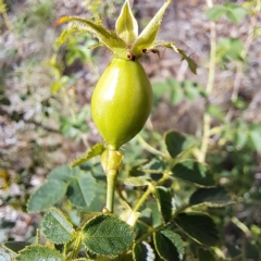 Rosa rubiginosa at Watson Woodlands - 6 Jan 2024