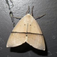 Gastrophora henricaria (Fallen-bark Looper, Beautiful Leaf Moth) at Gibraltar Pines - 6 Jan 2024 by Christine