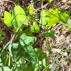 Hedera helix at Watson Woodlands - 6 Jan 2024