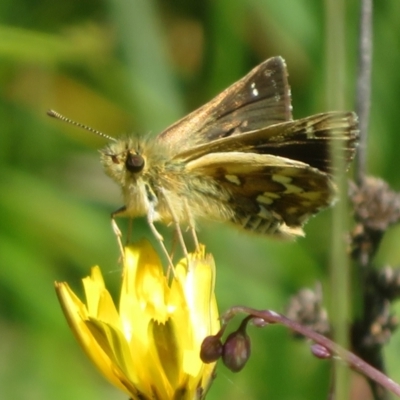 Atkinsia dominula (Two-brand grass-skipper) at Gibraltar Pines - 6 Jan 2024 by Christine