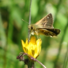 Atkinsia dominula at Gibraltar Pines - 6 Jan 2024