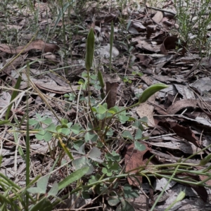 Oxalis perennans at Higgins Woodland - 5 Jan 2024