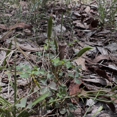 Oxalis perennans (Grassland Wood Sorrel) at Higgins Woodland - 5 Jan 2024 by Untidy