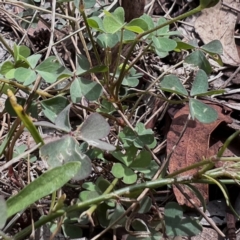 Oxalis perennans at Higgins Woodland - 5 Jan 2024