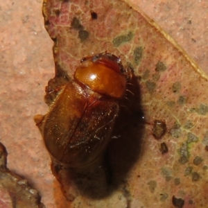 Melolonthinae sp. (subfamily) at Flynn, ACT - 31 Dec 2023