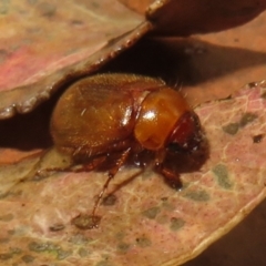 Melolonthinae (subfamily) at Flynn, ACT - 31 Dec 2023 01:40 PM